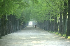 추천갤러리 - 메타세콰이어길