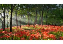 추천갤러리 - 대구수목원 꽃무릇