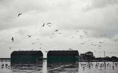 추천갤러리 - 한림 항구에서 ..