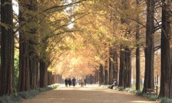 추천갤러리 -  메타쎄콰이어 길 小景  추천갤러리 - " 메타쎄콰이어 길 小景 "