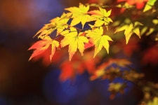 추천갤러리 - 저물어 가는 가을 빛