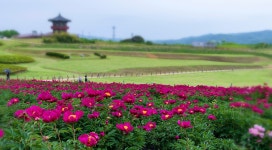 추천갤러리 - 작약(조문국 사적지)~~~