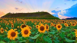 추천갤러리 - 연천 호로고루성 해바라기 (2020년 9월 13일 오후 18시 20분)