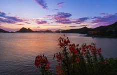 추천갤러리 - 나리꽃