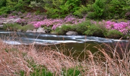 추천갤러리 - 수달레