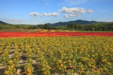 추천갤러리 - 고석정 십리꽃밭