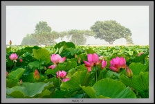 추천갤러리 - 연밭