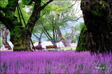 추천갤러리 - 성밖숲....