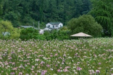 추천갤러리 - 쪽두리꽃