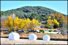 추천갤러리 - 보령은행마을