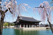추천갤러리 - 경회루 밪꽃