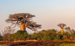 추천갤러리 - 모녀 바오밥나무