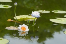 추천갤러리 - 궁남지에서