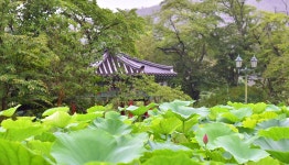 추천갤러리 - 비실 마을 연지