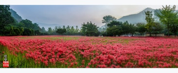 추천갤러리 - 선운사꽃무릇