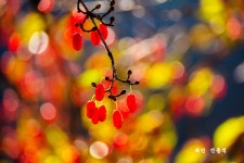 추천갤러리 - 산수유 열매