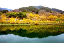 추천갤러리 - 산수유마을!