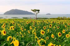 추천갤러리 - 난정리 해바라기