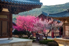 추천갤러리 - 통도사의봄