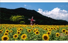 추천갤러리 - 난정리 해바라기