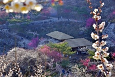 추천갤러리 - 광양 청매실농원