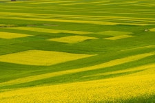 추천갤러리 - 문원유채