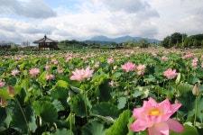 추천갤러리 - 함안연꽃 테마파크...