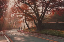 추천갤러리 - 새벽 남산 길 산책