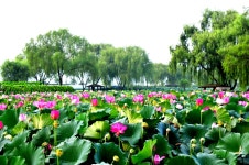 추천갤러리 - 궁남지