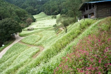 추천갤러리 - 추정리메밀밭