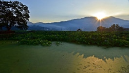 추천갤러리 - 연밭