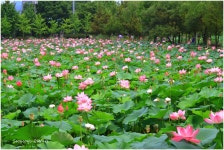 추천갤러리 - 연밭
