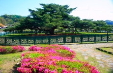 추천갤러리 - 세금내는 소나무(석송령)