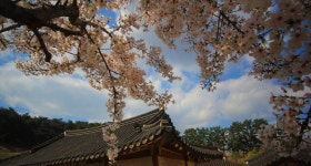 추천갤러리 - 남성재 벚꽃.