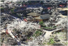 추천갤러리 - 매화동산