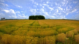 추천갤러리 - 청보리 황보리