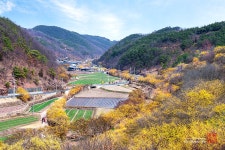 추천갤러리 - 고향의 봄