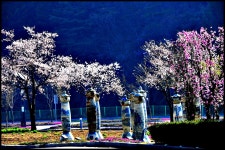 추천갤러리 - 산벚꽃(山桜)