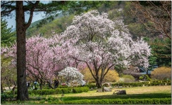 추천갤러리 - 아침고요 수목원