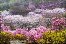 추천갤러리 - 원미산