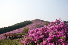 추천갤러리 - 봉화산