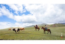 추천갤러리 - 소몰이