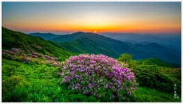 추천갤러리 - 소백산 철쭉_2025