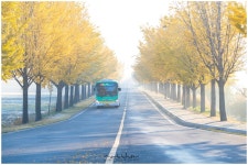 추천갤러리 - 통일전 앞 은행나무길