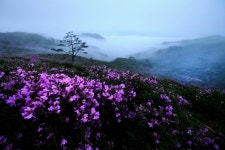 추천갤러리 - 황매산철쭉의안개