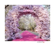 추천갤러리 - 에덴벚꽃길