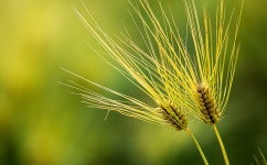 추천갤러리 - 보리부부