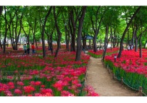 추천갤러리 - 꽃무릇