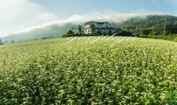 추천갤러리 - 봉평메밀밭에서