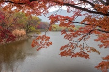 추천갤러리 - 마지막 단풍입니다 (내수면 생태공원)